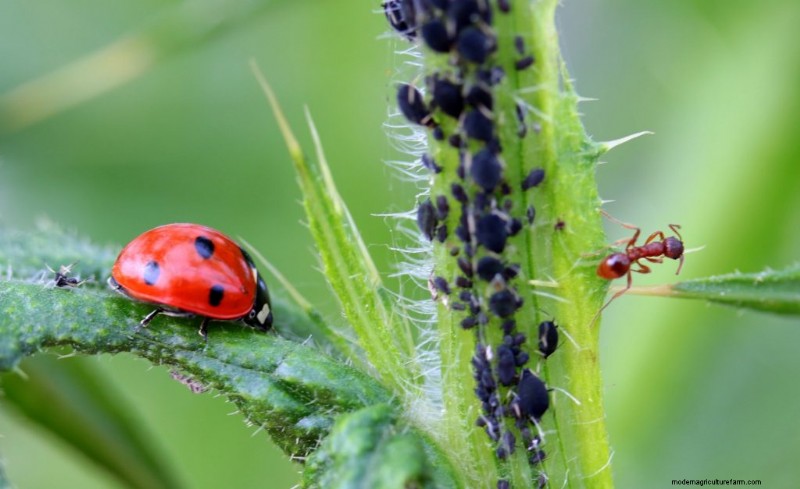Protect Your Vegetable Garden: Simple Pest Control Strategies