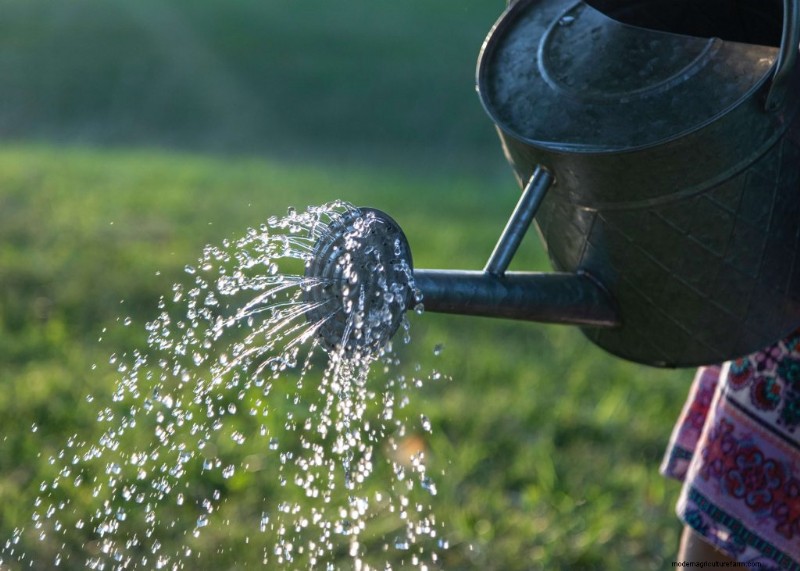 Sustainable Gardening: Grow More with Eco-Friendly Practices