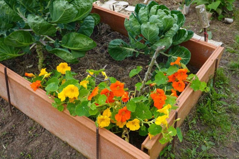 Sustainable Gardening: Grow More with Eco-Friendly Practices