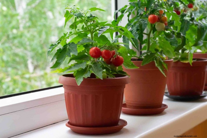 Grow Tomatoes in Pots: A Complete Guide for Bountiful Harvests