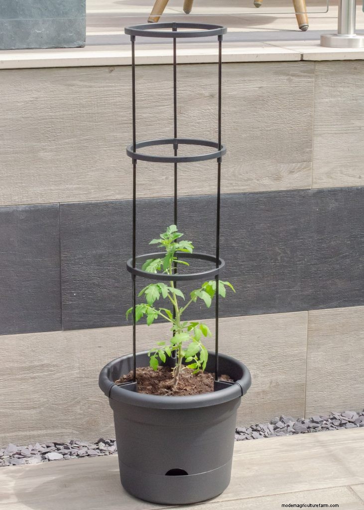 Grow Tomatoes in Pots: A Complete Guide for Bountiful Harvests