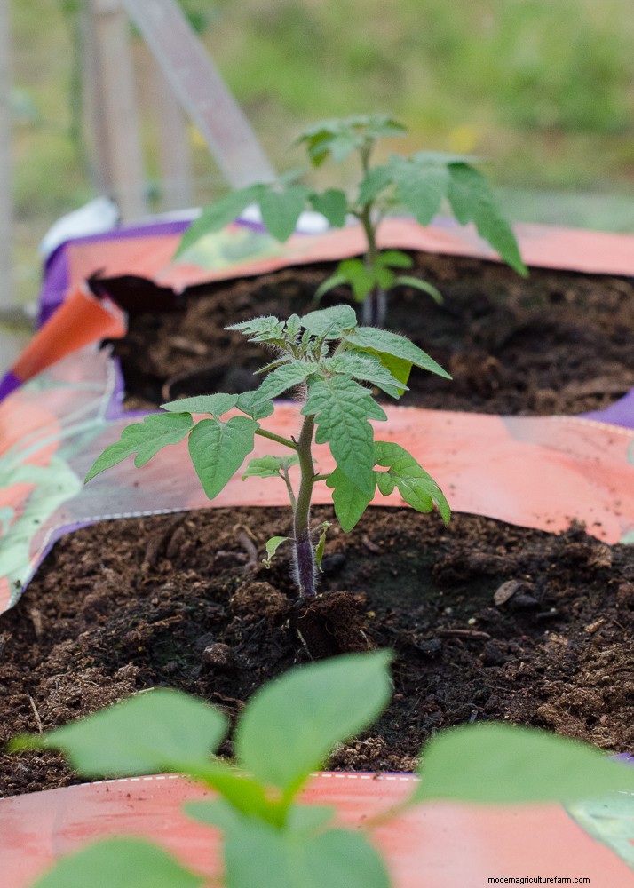 Grow Tomatoes in Pots: A Complete Guide for Bountiful Harvests
