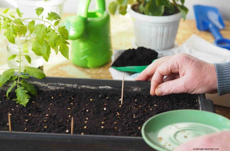 Grow Tomatoes in Pots: A Complete Guide for Bountiful Harvests