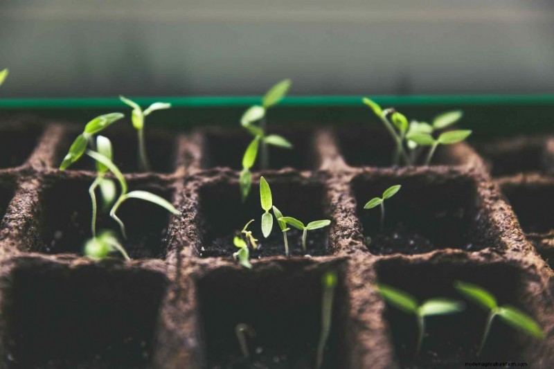 Grow Tomatoes in Pots: A Complete Guide for Bountiful Harvests