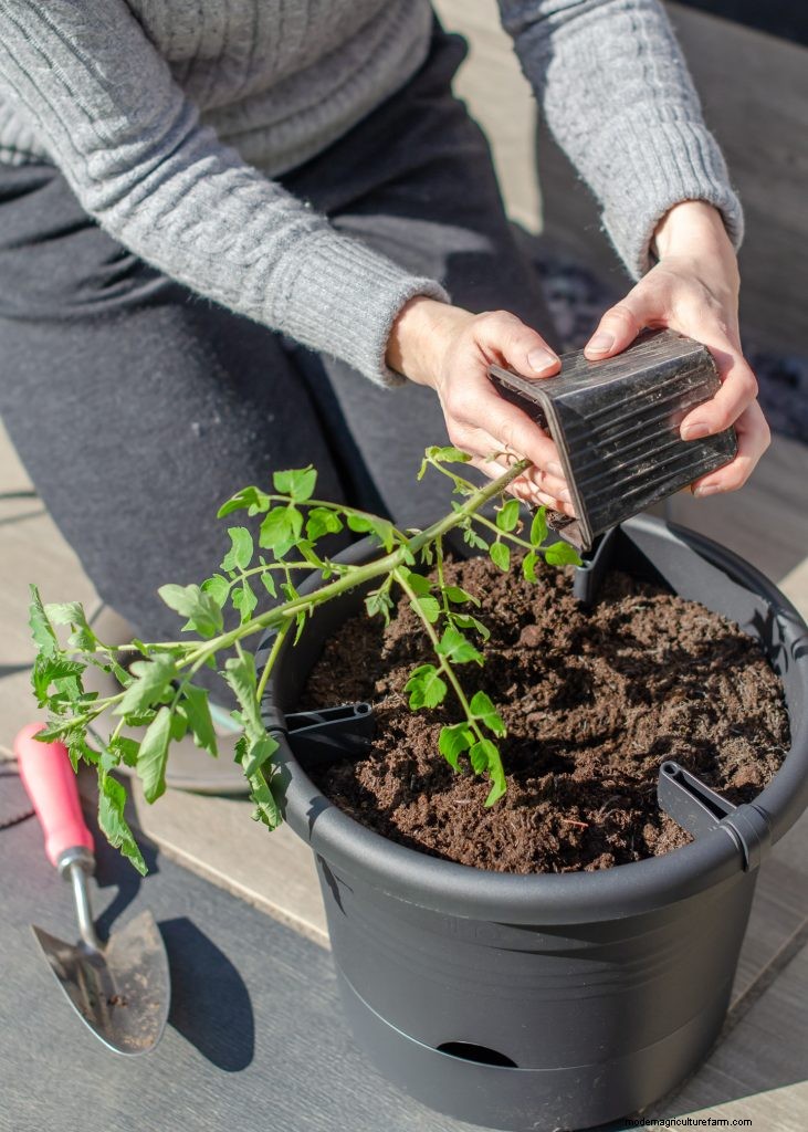Grow Tomatoes in Pots: A Complete Guide for Bountiful Harvests
