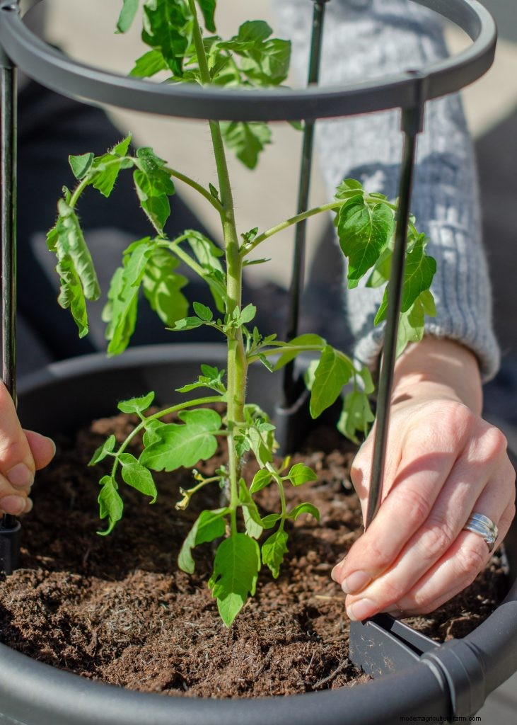 Grow Tomatoes in Pots: A Complete Guide for Bountiful Harvests