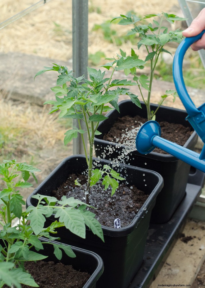 Grow Tomatoes in Pots: A Complete Guide for Bountiful Harvests
