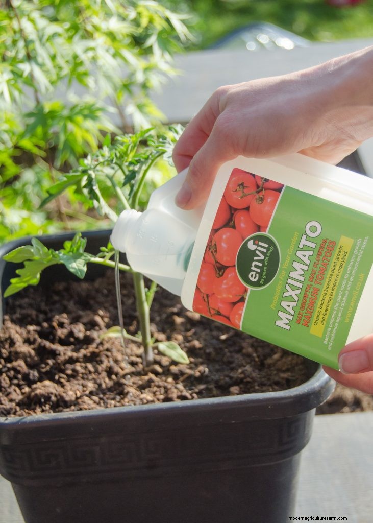 Grow Tomatoes in Pots: A Complete Guide for Bountiful Harvests