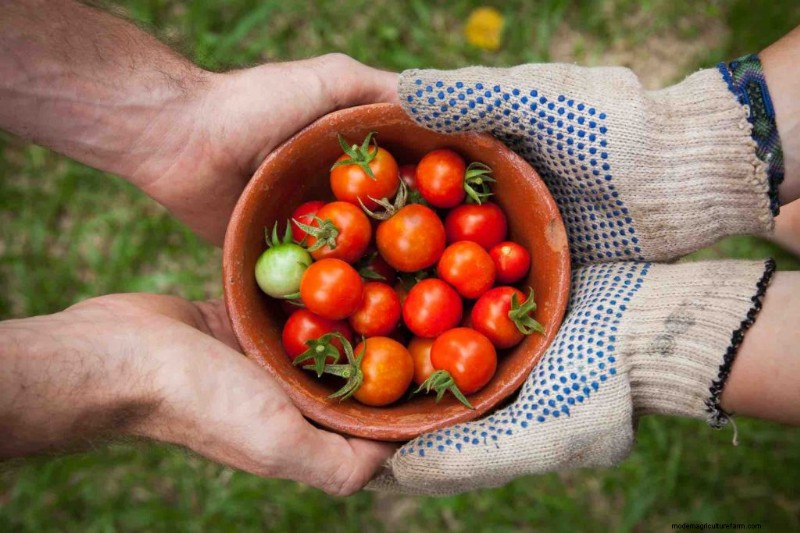 Grow Tomatoes in Pots: A Complete Guide for Bountiful Harvests