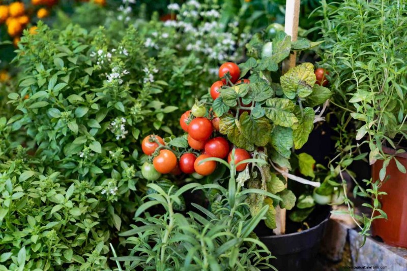 Grow Tomatoes in Pots: A Complete Guide for Bountiful Harvests