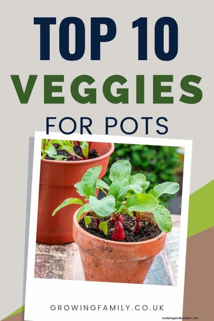 Grow Tomatoes in Pots: A Complete Guide for Bountiful Harvests