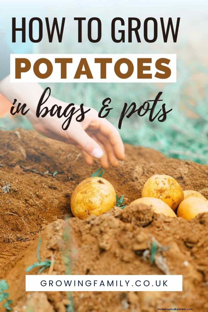 Grow Tomatoes in Pots: A Complete Guide for Bountiful Harvests