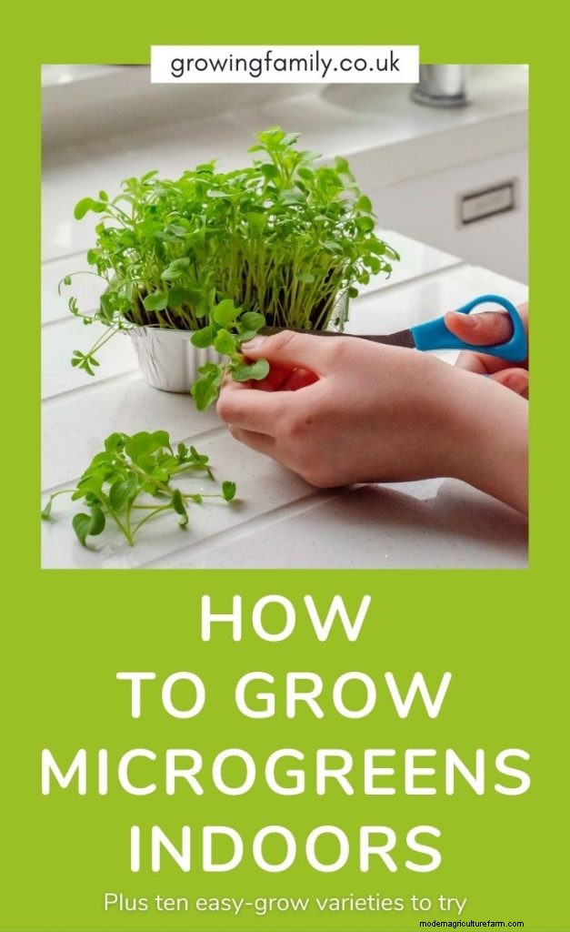Grow Tomatoes in Pots: A Complete Guide for Bountiful Harvests