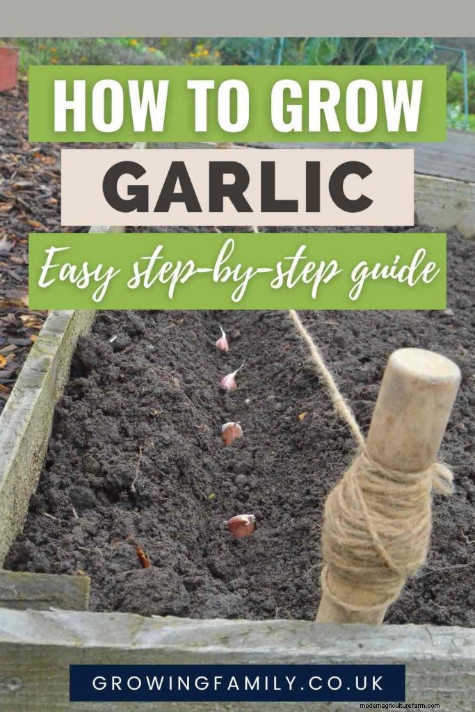 Grow Tomatoes in Pots: A Complete Guide for Bountiful Harvests