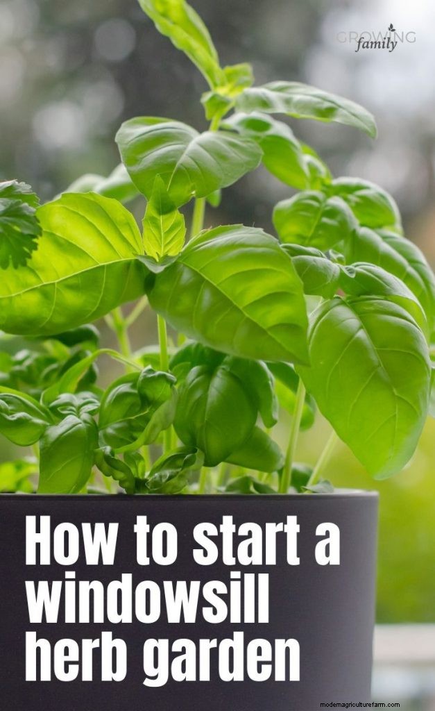 Grow Tomatoes in Pots: A Complete Guide for Bountiful Harvests