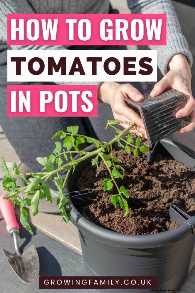 Grow Tomatoes in Pots: A Complete Guide for Bountiful Harvests