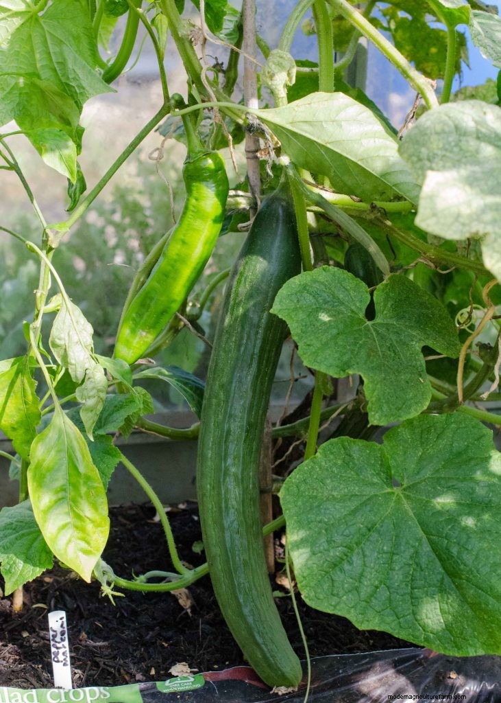 Cucumber Companion Planting: Boost Yield & Avoid Problems