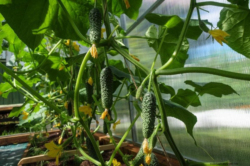 Cucumber Companion Planting: Boost Yield & Avoid Problems