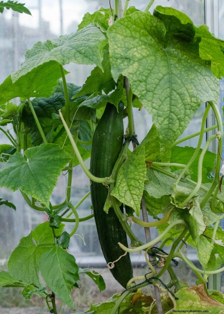 Cucumber Companion Planting: Boost Yield & Avoid Problems