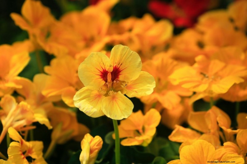 Cucumber Companion Planting: Boost Yield & Avoid Problems