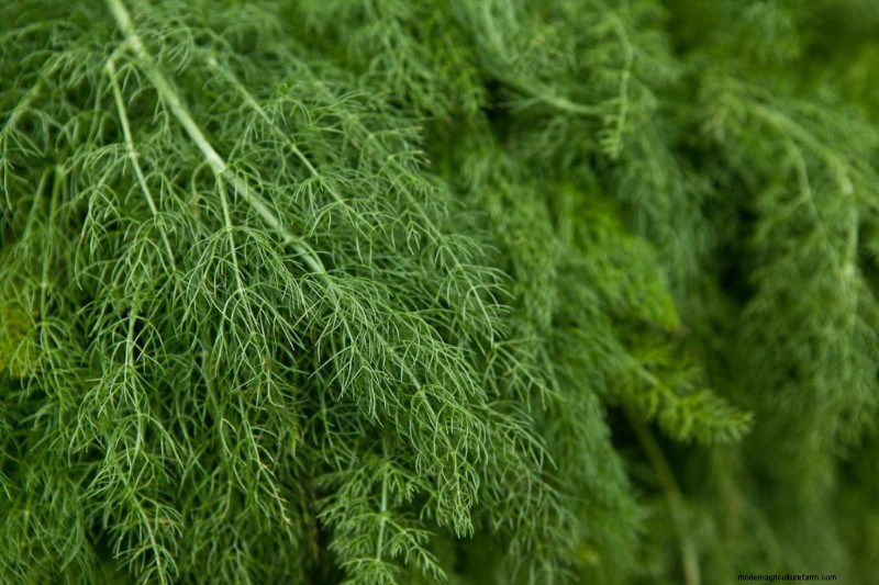 Cucumber Companion Planting: Boost Yield & Avoid Problems