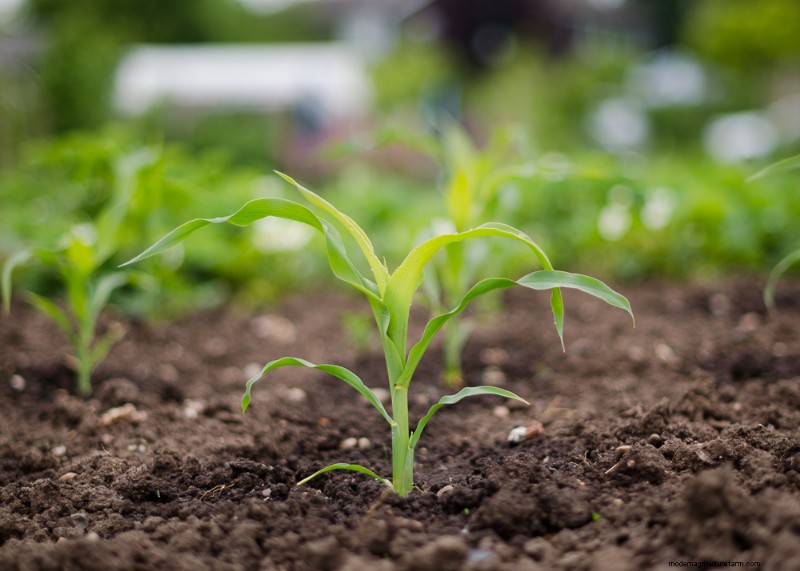 Cucumber Companion Planting: Boost Yield & Avoid Problems