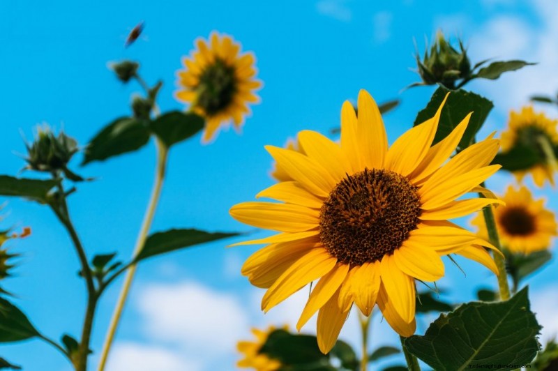 Cucumber Companion Planting: Boost Yield & Avoid Problems
