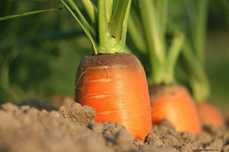 Cucumber Companion Planting: Boost Yield & Avoid Problems