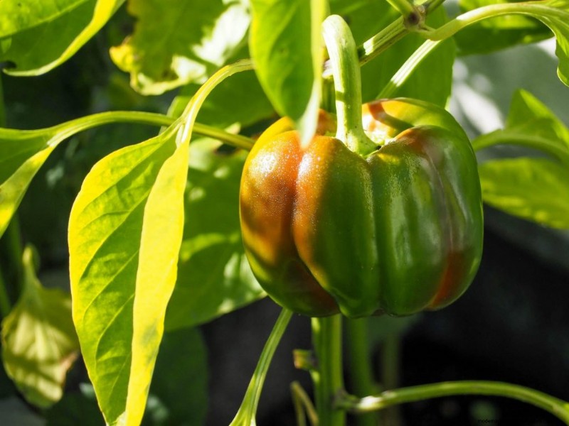 Cucumber Companion Planting: Boost Yield & Avoid Problems