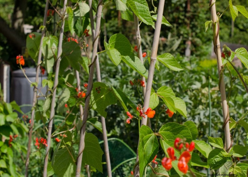 Cucumber Companion Planting: Boost Yield & Avoid Problems