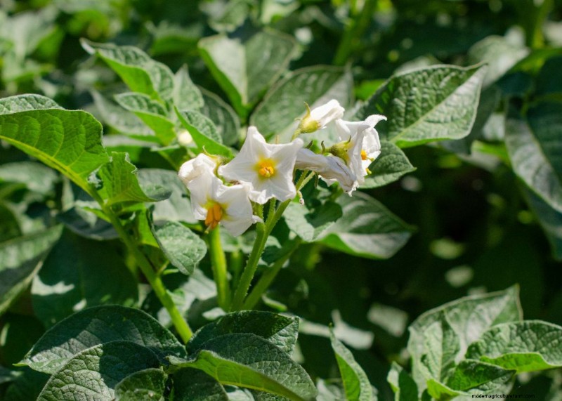 Cucumber Companion Planting: Boost Yield & Avoid Problems