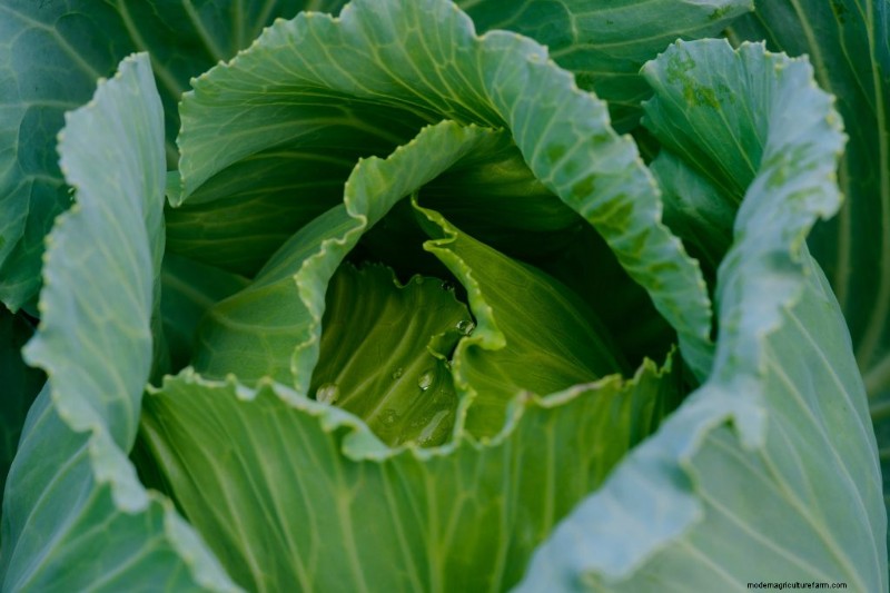 Cucumber Companion Planting: Boost Yield & Avoid Problems