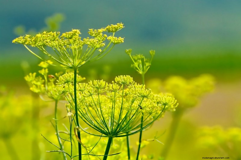 Cucumber Companion Planting: Boost Yield & Avoid Problems