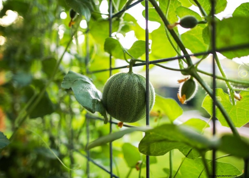 Cucumber Companion Planting: Boost Yield & Avoid Problems