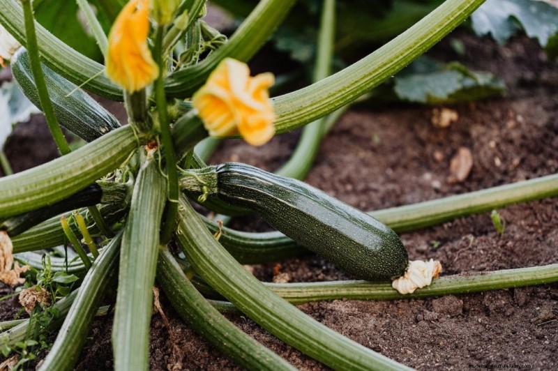 Cucumber Companion Planting: Boost Yield & Avoid Problems