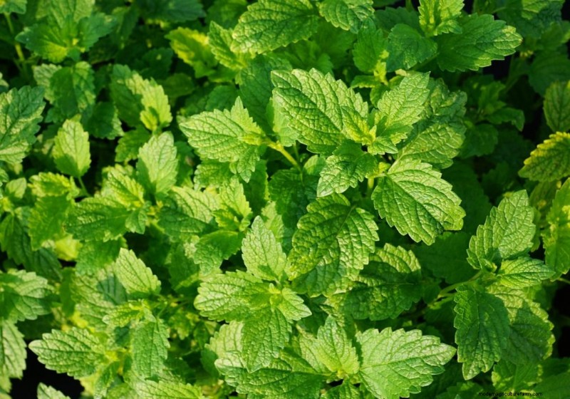 Cucumber Companion Planting: Boost Yield & Avoid Problems