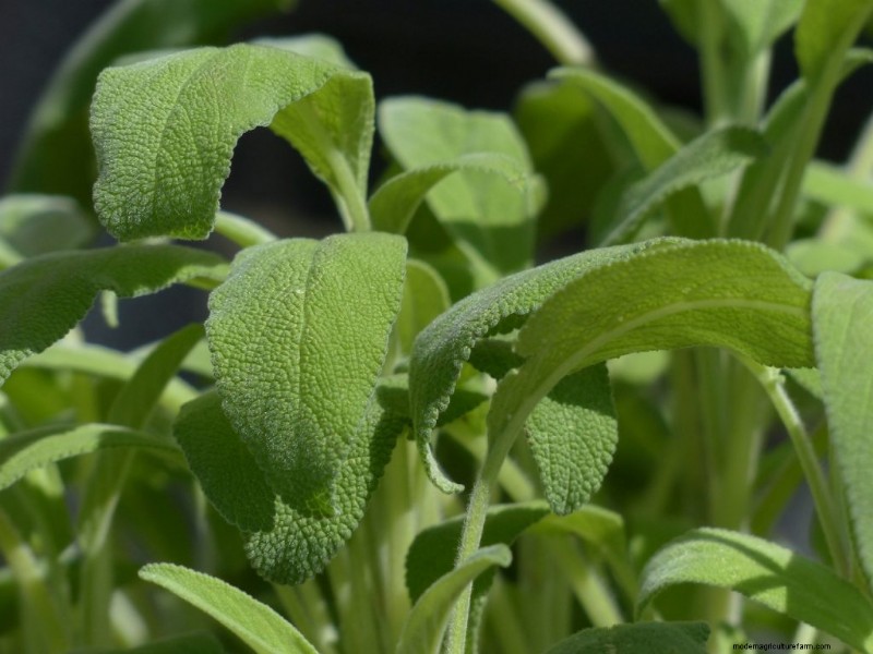 Cucumber Companion Planting: Boost Yield & Avoid Problems