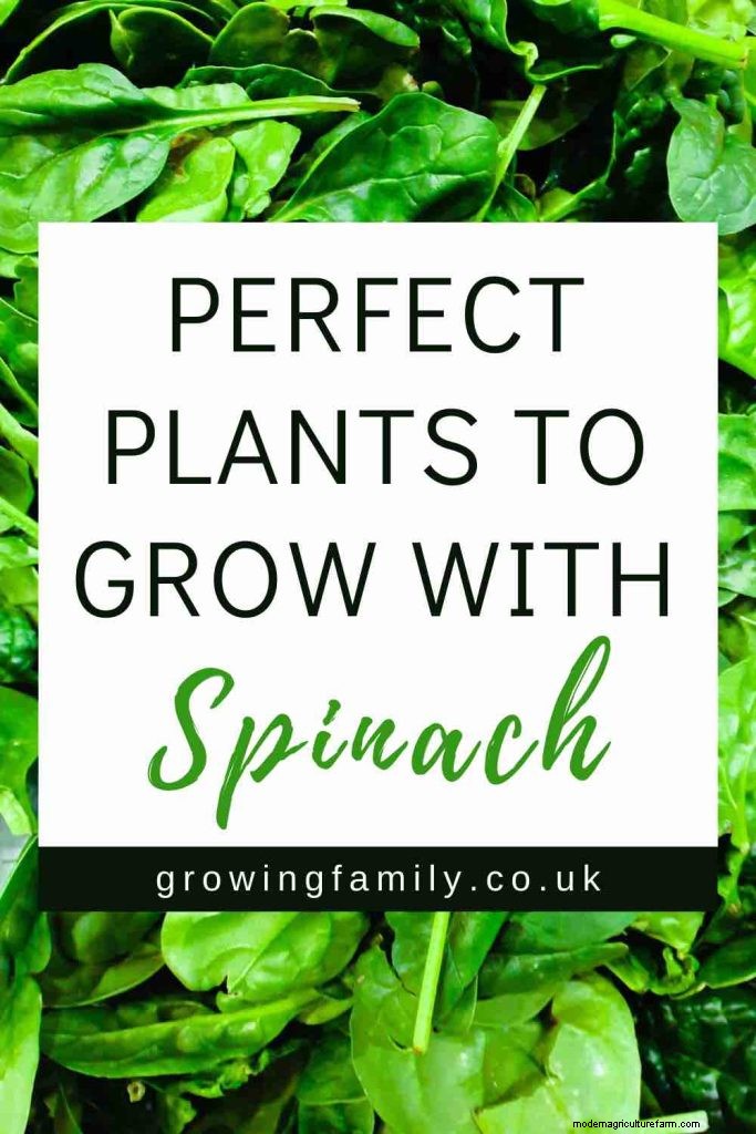 Cucumber Companion Planting: Boost Yield & Avoid Problems