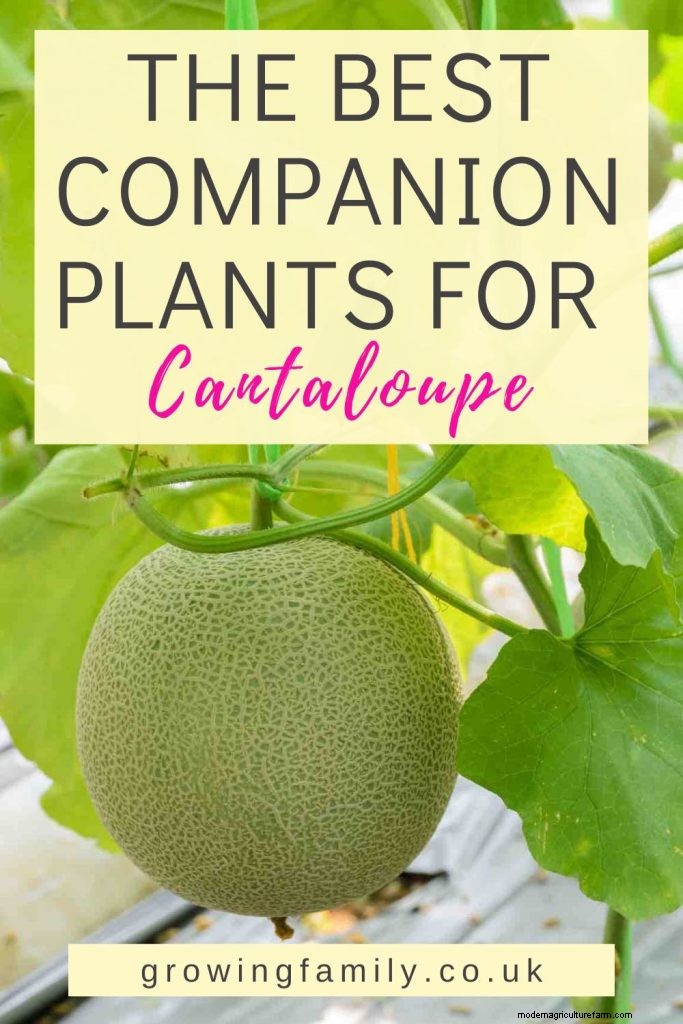 Cucumber Companion Planting: Boost Yield & Avoid Problems
