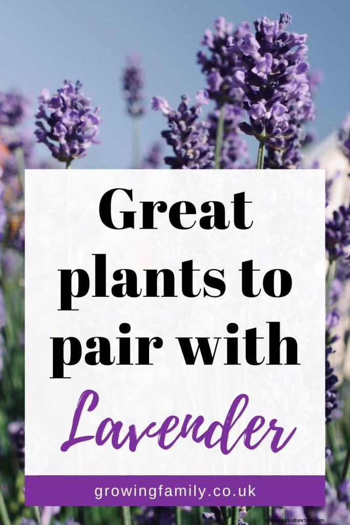 Cucumber Companion Planting: Boost Yield & Avoid Problems