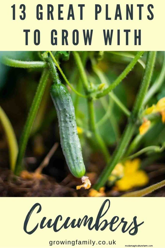 Cucumber Companion Planting: Boost Yield & Avoid Problems