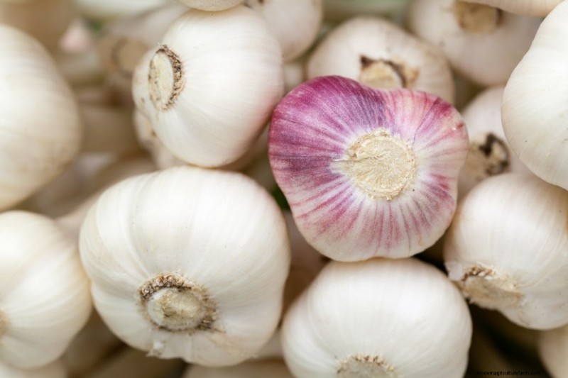 Grow Garlic: A Simple Step-by-Step Guide for Beginners