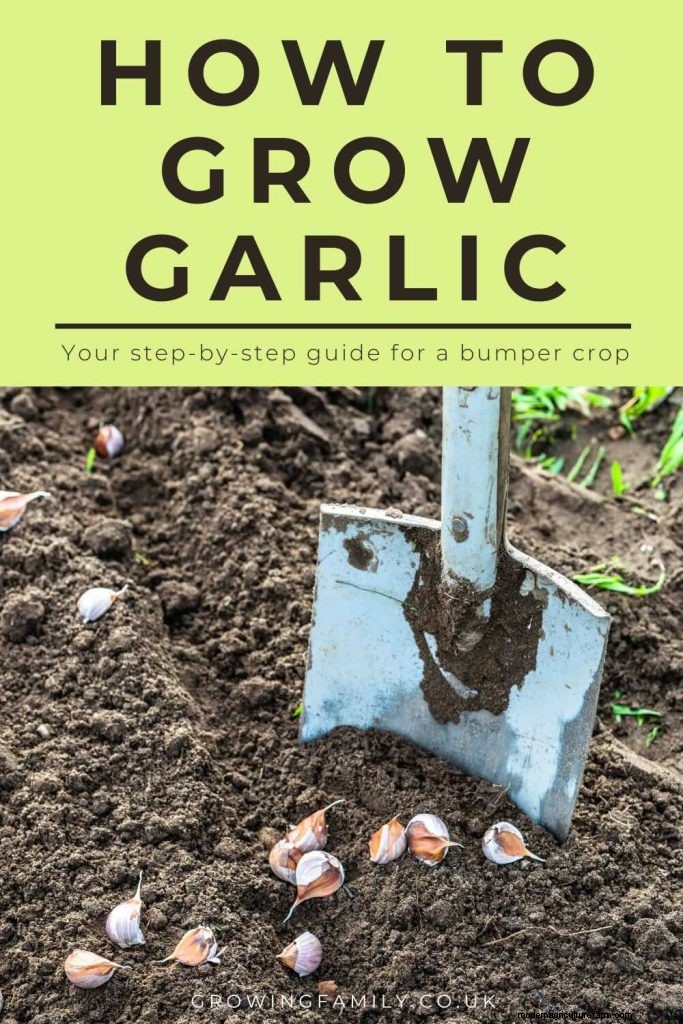 Grow Garlic: A Simple Step-by-Step Guide for Beginners