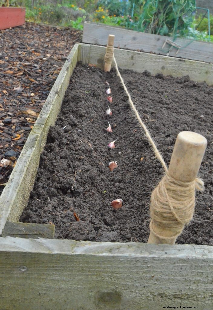 Grow Garlic: A Simple Step-by-Step Guide for Beginners