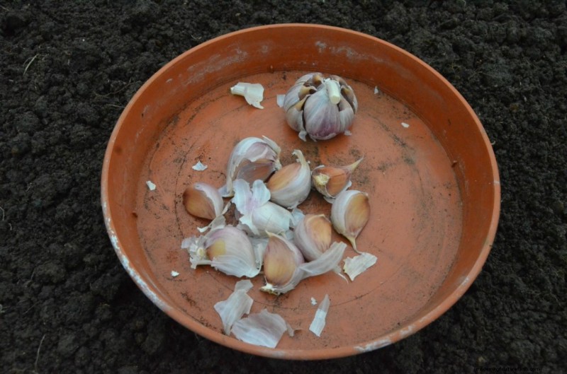 Grow Garlic: A Simple Step-by-Step Guide for Beginners