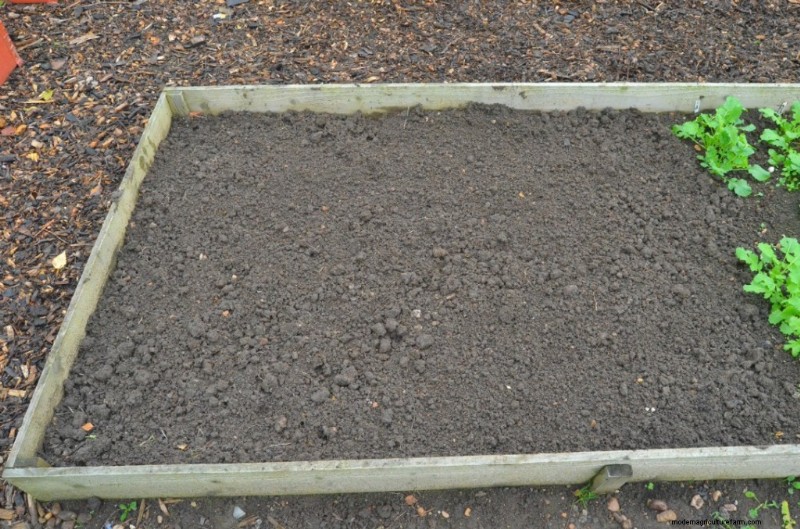 Grow Garlic: A Simple Step-by-Step Guide for Beginners
