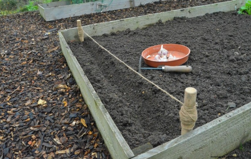 Grow Garlic: A Simple Step-by-Step Guide for Beginners