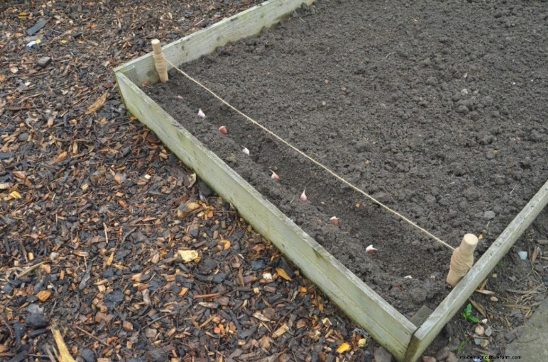 Grow Garlic: A Simple Step-by-Step Guide for Beginners