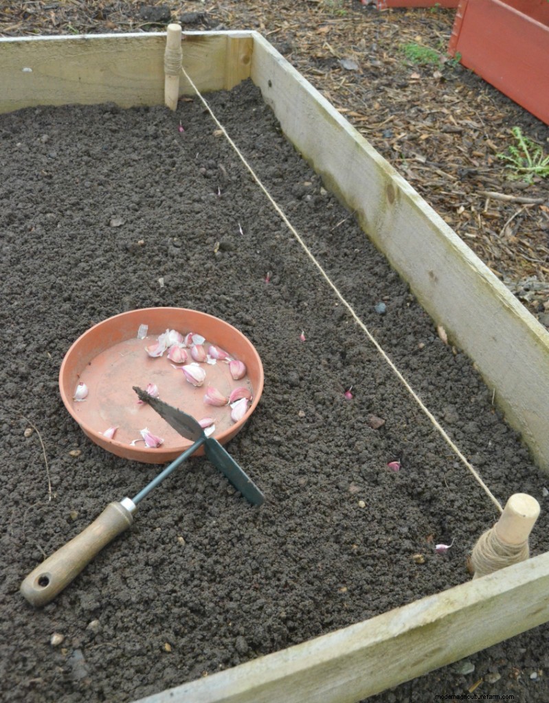 Grow Garlic: A Simple Step-by-Step Guide for Beginners