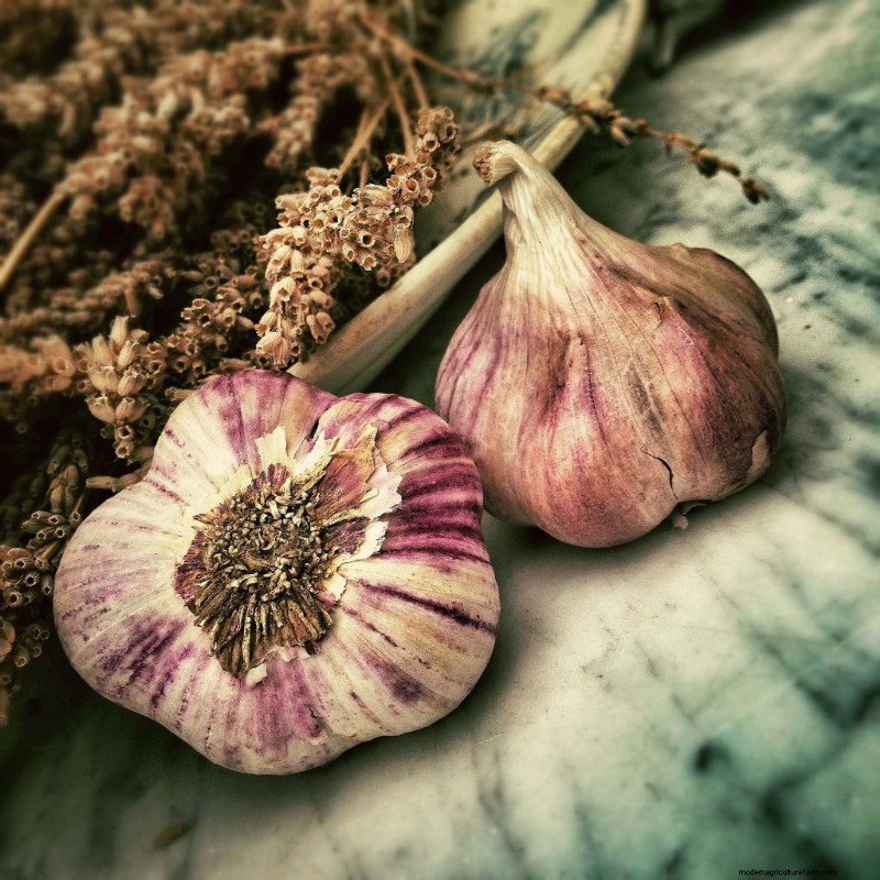 Grow Garlic: A Simple Step-by-Step Guide for Beginners